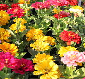 Ostálka sličná 'Columbus Mix' - Zinnia elegans 'Columbus Mix'