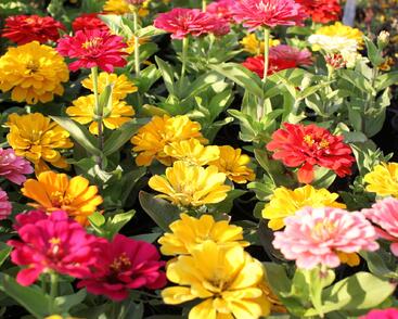 Ostálka sličná 'Columbus Mix'