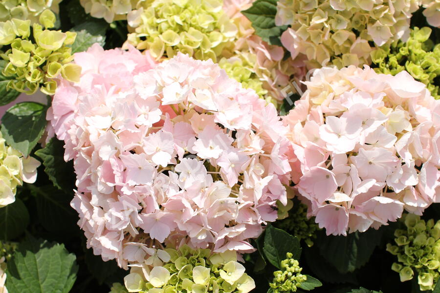 Hortenzie velkolistá 'Pink Sensation' - Hydrangea macrophylla 'Pink Sensation'