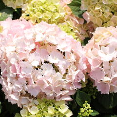 Hortenzie velkolistá 'Pink Sensation' - Hydrangea macrophylla 'Pink Sensation'