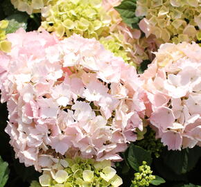 Hortenzie velkolistá 'Pink Sensation' - Hydrangea macrophylla 'Pink Sensation'