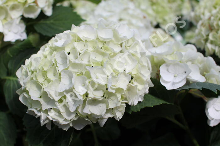 Hortenzie velkolistá 'Crystal Palace' - Hydrangea macrophylla 'Crystal Palace'