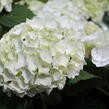 Hortenzie velkolistá 'Crystal Palace' - Hydrangea macrophylla 'Crystal Palace'