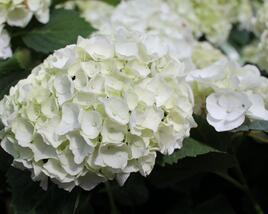 Hortenzie velkolistá 'Crystal Palace'