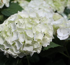 Hortenzie velkolistá 'Crystal Palace' - Hydrangea macrophylla 'Crystal Palace'