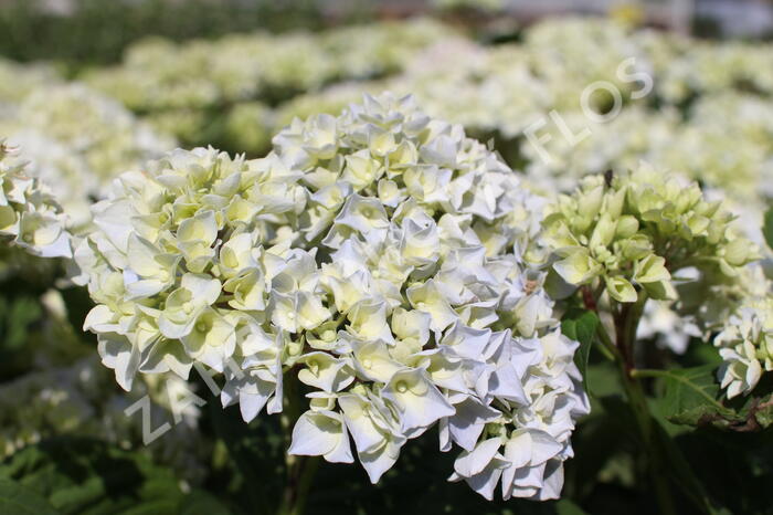 Hortenzie velkolistá 'Ankong' - Hydrangea macrophylla 'Ankong'