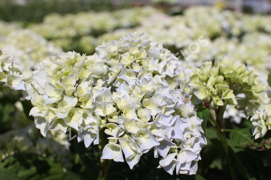 Hortenzie velkolistá 'Ankong' - Hydrangea macrophylla 'Ankong'