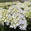 Hortenzie velkolistá 'Ankong' - Hydrangea macrophylla 'Ankong'