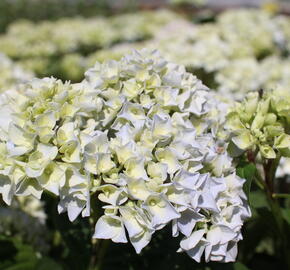 Hortenzie velkolistá 'Ankong' - Hydrangea macrophylla 'Ankong'