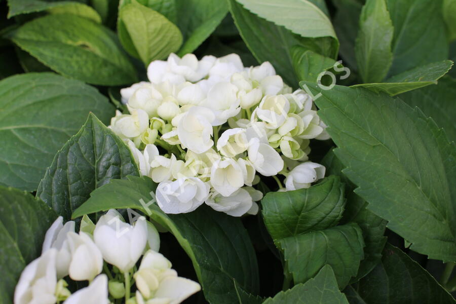 Hortenzie velkolistá 'Superball White'® - Hydrangea macrophylla 'Superball White'®
