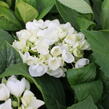 Hortenzie velkolistá 'Superball White'® - Hydrangea macrophylla 'Superball White'®