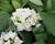 Hortenzie velkolistá 'Superball White'®