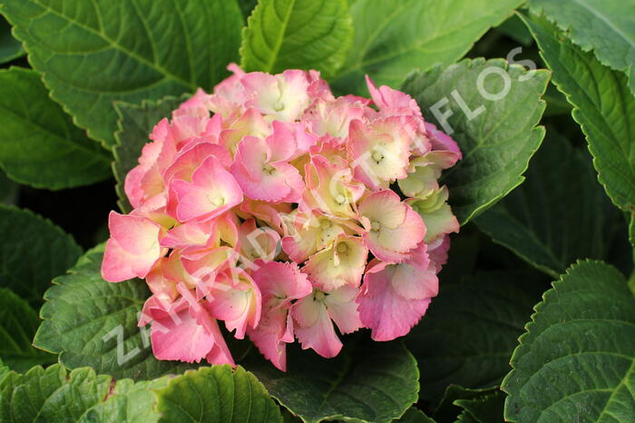 Hortenzie velkolistá 'Little Blue® - Hydrangea macrophylla 'Little Blue'®