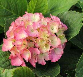 Hortenzie velkolistá 'Little Blue® - Hydrangea macrophylla 'Little Blue'®