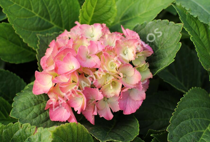 Hortenzie velkolistá 'Little Blue® - Hydrangea macrophylla 'Little Blue'®