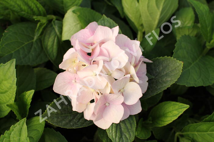 Hortenzie velkolistá 'Light Pink Power'® - Hydrangea macrophylla 'Light Pink Power'®