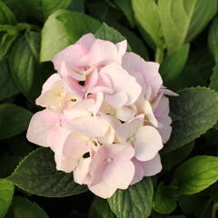 Hortenzie velkolistá 'Light Pink Power'® - Hydrangea macrophylla 'Light Pink Power'®