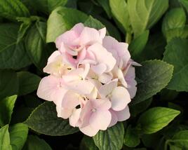 Hortenzie velkolistá 'Light Pink Power'®