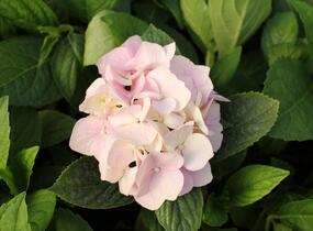 Hortenzie velkolistá 'Light Pink Power'® - Hydrangea macrophylla 'Light Pink Power'®