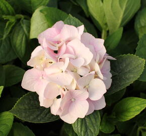 Hortenzie velkolistá 'Light Pink Power'® - Hydrangea macrophylla 'Light Pink Power'®