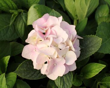 Hortenzie velkolistá 'Light Pink Power'®