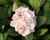Hortenzie velkolistá 'Light Pink Power'®
