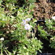 Tařička kosníkovitá 'Alba' - Aubrieta deltoidea 'Alba'