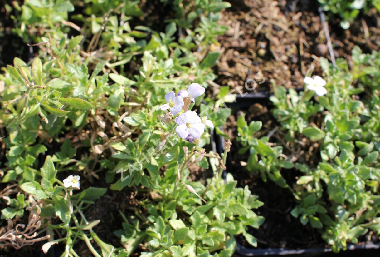 Tařička kosníkovitá 'Alba' - Aubrieta deltoidea 'Alba'