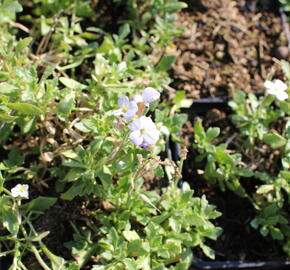 Tařička kosníkovitá 'Alba' - Aubrieta deltoidea 'Alba'
