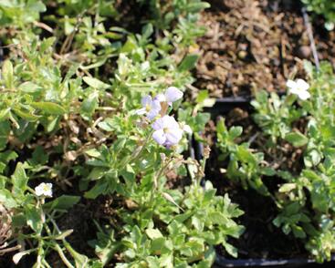 Tařička kosníkovitá 'Alba'