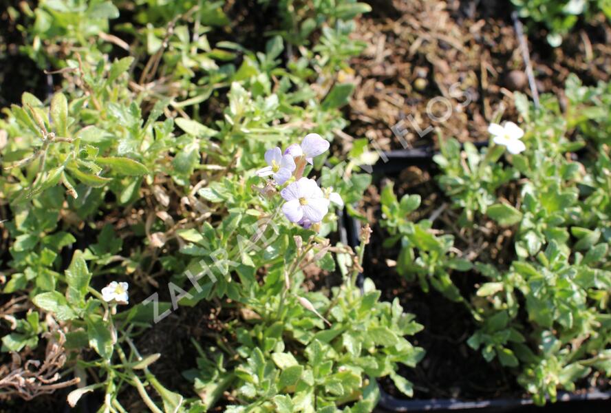 Tařička kosníkovitá 'Alba' - Aubrieta deltoidea 'Alba'