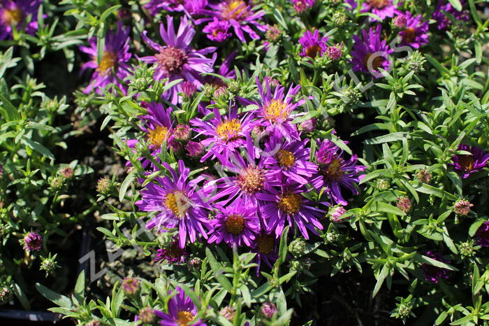 Hvězdnice 'Astral Himalia' - Aster dumosus 'Astral Himalia'