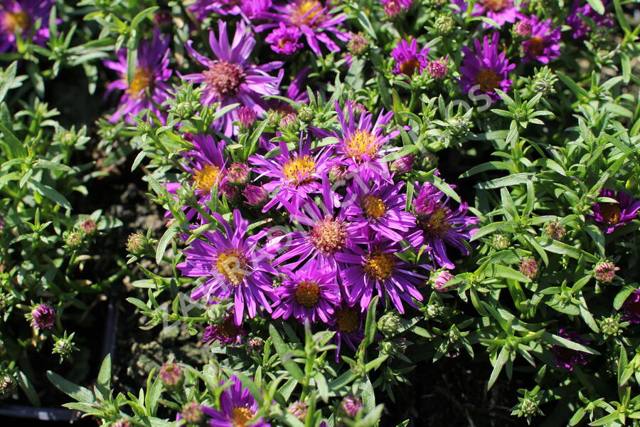 Hvězdnice 'Astral Himalia' - Aster dumosus 'Astral Himalia'