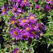 Hvězdnice 'Astral Himalia' - Aster dumosus 'Astral Himalia'