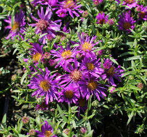 Hvězdnice 'Astral Himalia' - Aster dumosus 'Astral Himalia'