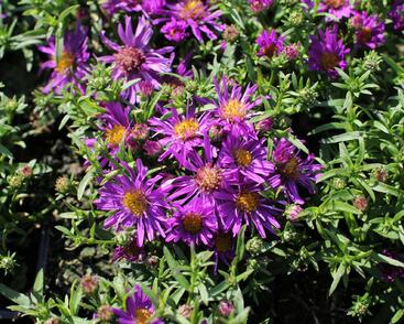 Hvězdnice keříčkovitá 'Astral Himalia'