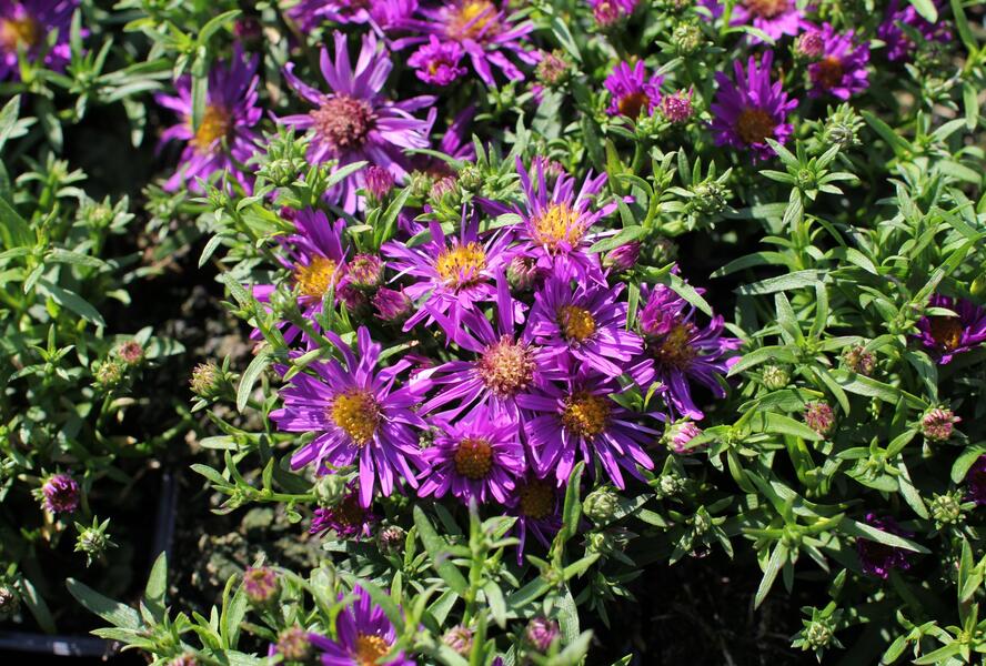 Hvězdnice keříčkovitá 'Astral Himalia' - Aster dumosus 'Astral Himalia'