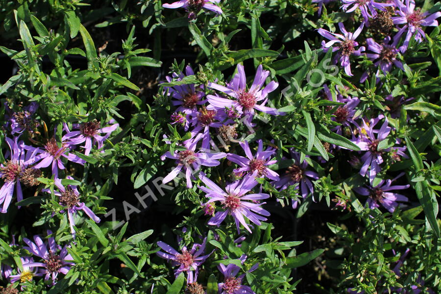 Hvězdnice 'Astral Tethys' - Aster dumosus 'Astral Tethys'