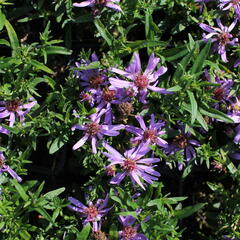 Hvězdnice 'Astral Tethys' - Aster dumosus 'Astral Tethys'