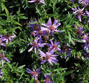 Hvězdnice 'Astral Tethys' - Aster dumosus 'Astral Tethys'