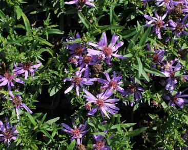 Hvězdnice keříčkovitá 'Astral Tethys'