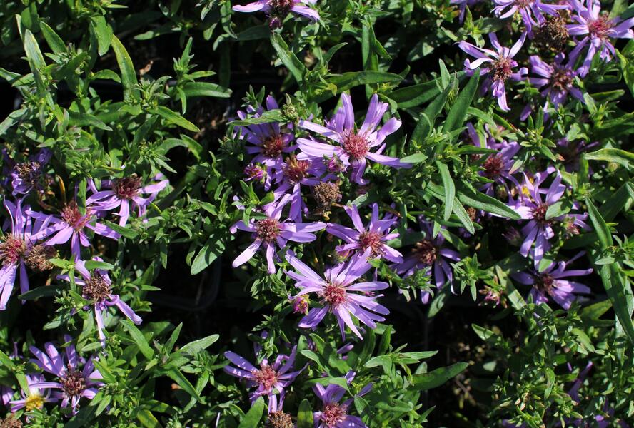 Hvězdnice keříčkovitá 'Astral Tethys' - Aster dumosus 'Astral Tethys'