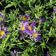 Hvězdnice 'Astral Thalassa' - Aster dumosus 'Astral Thalassa'