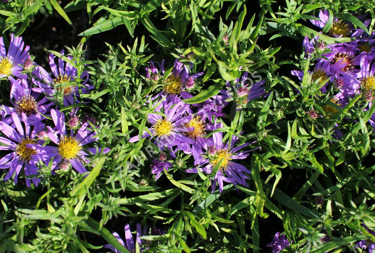 Hvězdnice keříčkovitá 'Astral Thalassa' - Aster dumosus 'Astral Thalassa'