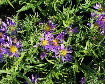 Hvězdnice keříčkovitá 'Astral Thalassa'