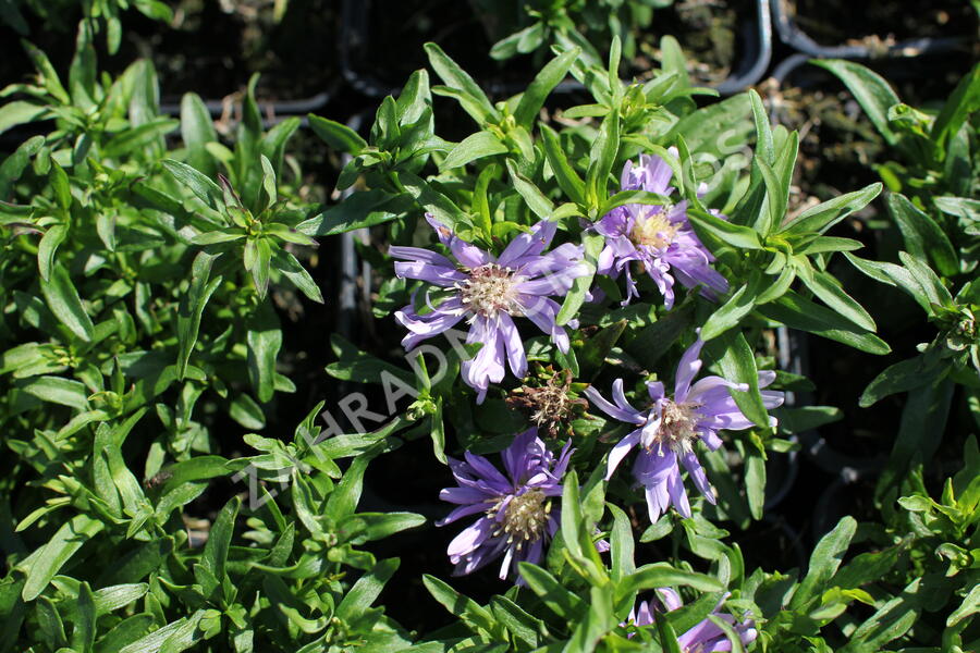 Hvězdnice 'Light Blue' - Aster dumosus 'Light Blue'