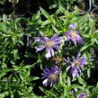 Hvězdnice 'Light Blue' - Aster dumosus 'Light Blue'