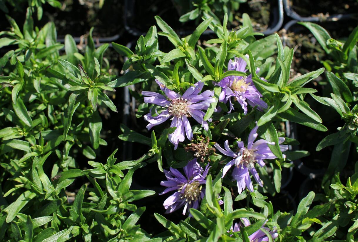 Hvězdnice keříčkovitá 'Light Blue' - Aster dumosus 'Light Blue'