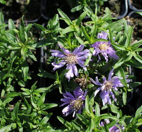 Hvězdnice 'Light Blue' - Aster dumosus 'Light Blue'