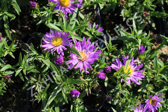 Hvězdnice 'Astral Triton' - Aster dumosus 'Astral Triton'